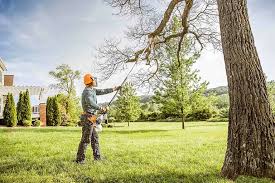 Best Tree Maintenance Programs  in Wheeling, WV