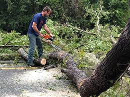 Best Commercial Tree Services  in Wheeling, WV